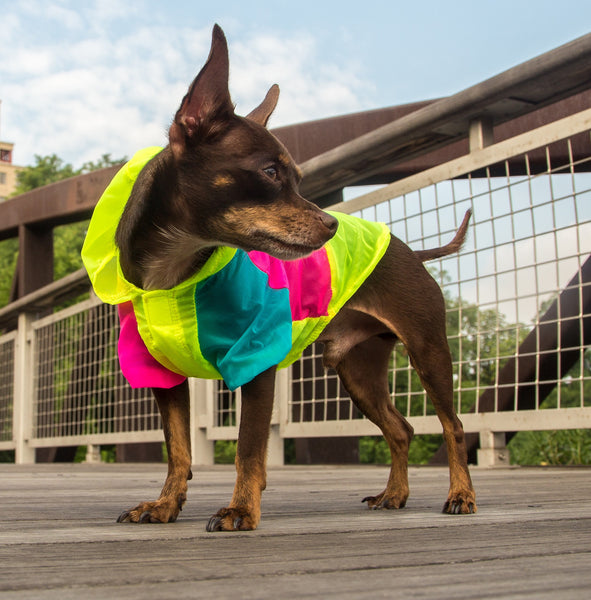 Neon 2024 dog coat