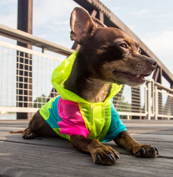 Baja ponchos for dogs clearance