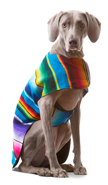 Baja ponchos for dogs best sale