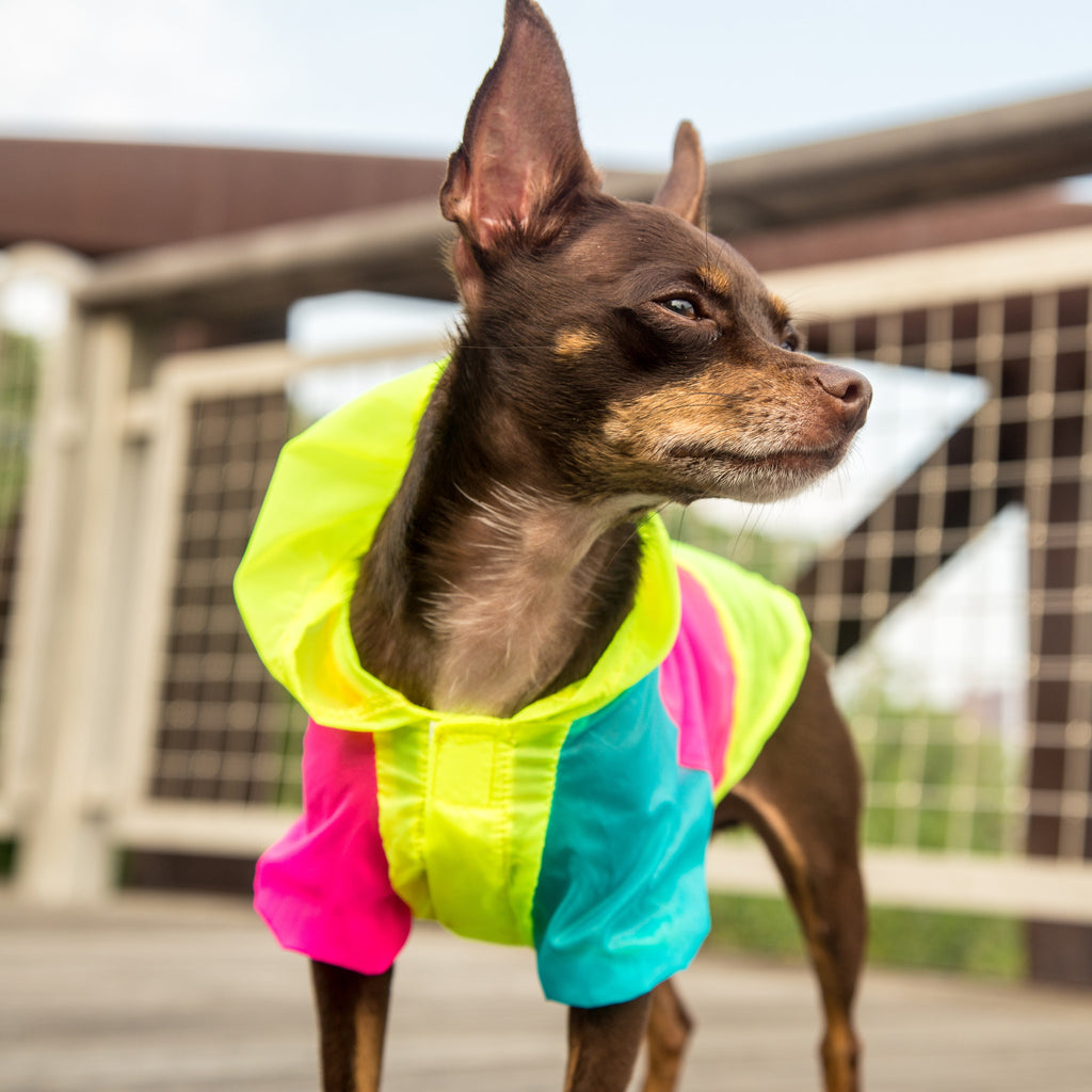 Neon UV-Protection Jacket For Small Dogs - Main Image